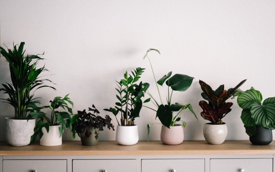 How To Take Care Of House Plants And Get The Most Out Of Them
