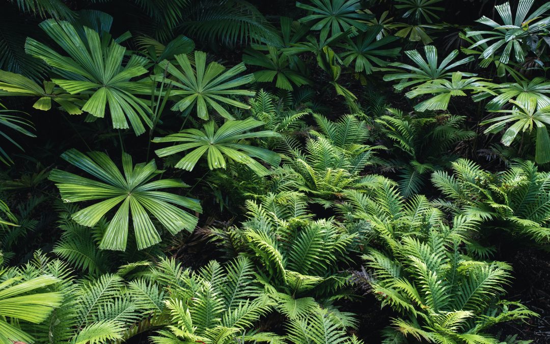 Top 5 Tropical Plants to Grow In Your Backyard: