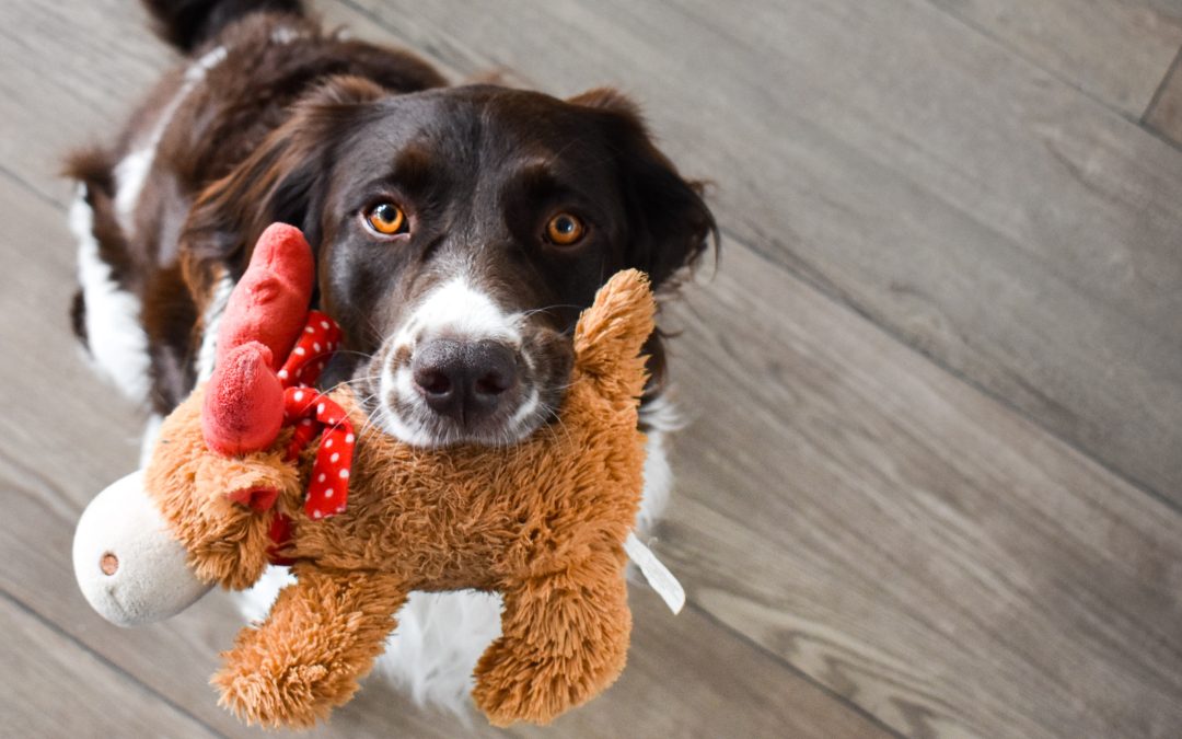 Dog Toys: How To Choose