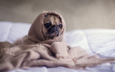 How do you know if your pet is sick? Here are the signs