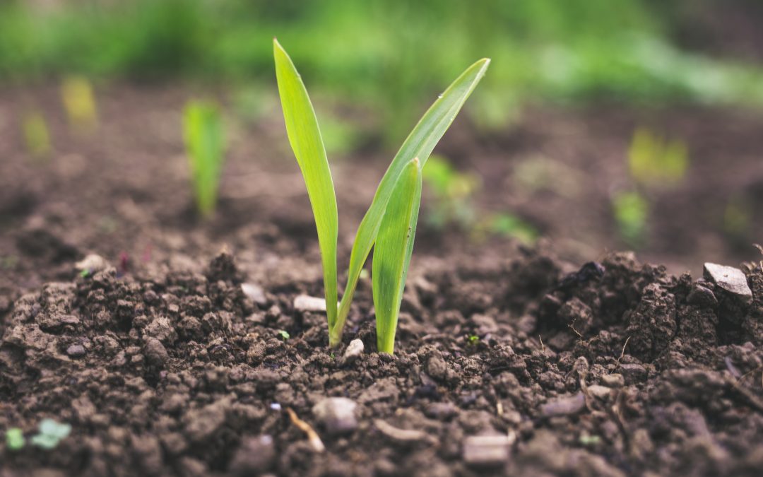 How To Make Your Own Soil For The Garden
