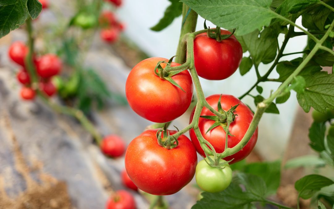 7 DIY Tips for Growing Great Tomatoes
